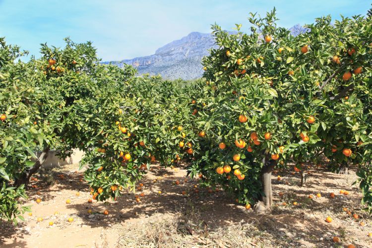 Soleil d'Espagne