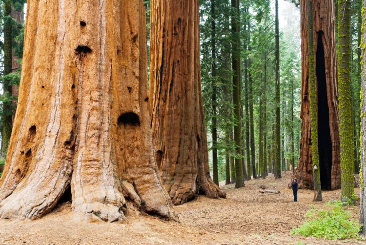 Sequoia National Park