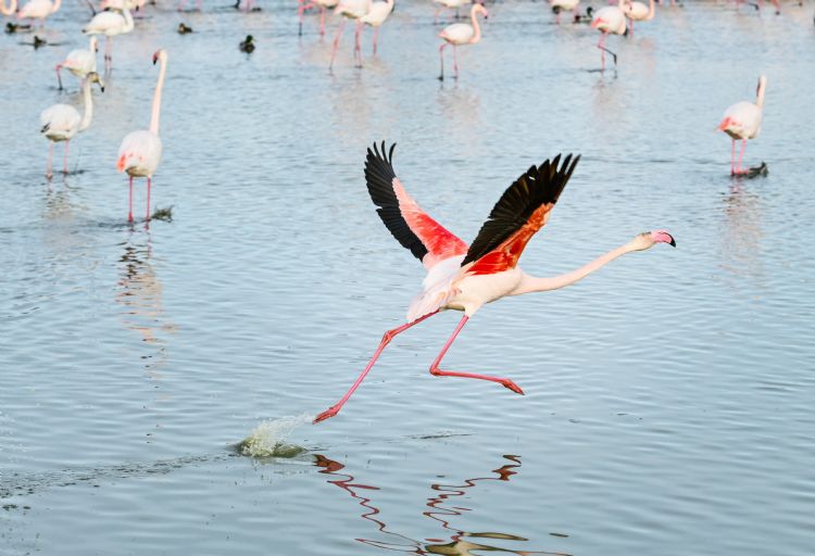 Flamant rose dans le parc ornithologique de Pont de Gau