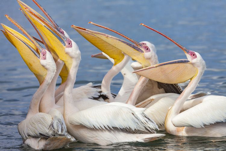 Pélicans dans Walvis Bay