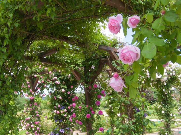 Roseraie de Saint-Galmier