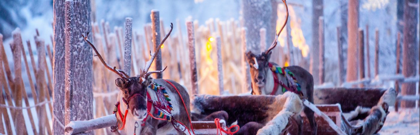 Traîneaux à renne en Laponie