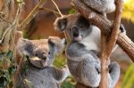 Le Zooparc de Beauval