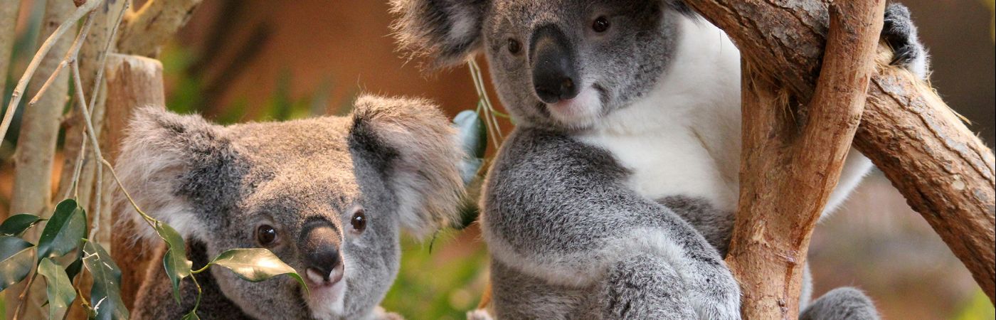 Koalas à Beauval