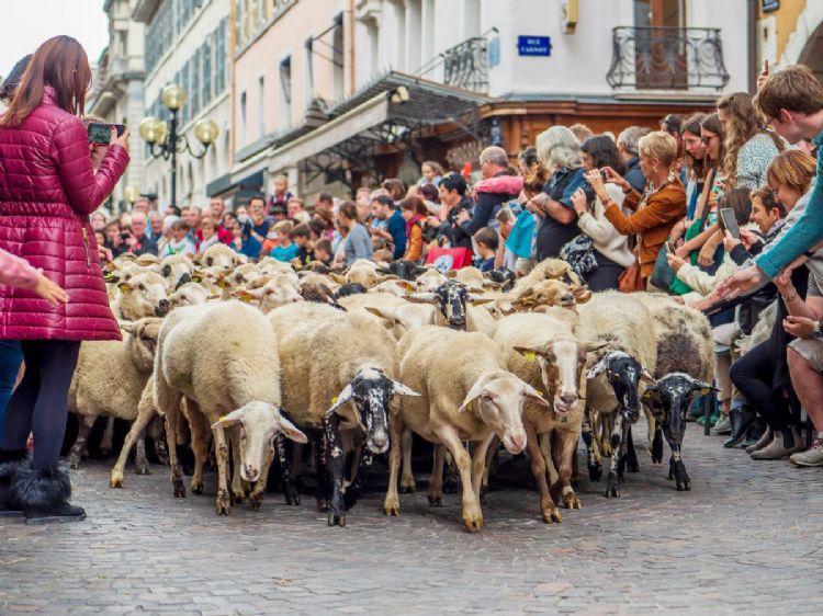 Retour des alpages à Annecy