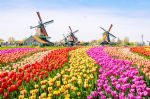 Le Printemps Hollandais